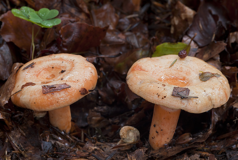 Lactarius salmonicolor